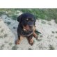 Rottweiler - Rüde