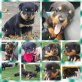 Rottweiler - Rüde