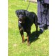 Rottweiler - Rüde