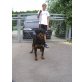 Rottweiler - Rüde