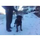 Rottweiler Rüde 6 Monate, Rottweiler - Rüde