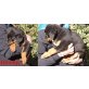 Rottweiler-Schäferhund - Hündin