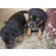 Rottweiler/ Schäferhund Welpen - Hündin