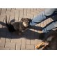 Rottweiler/ Schäferhund Welpen - Rüde