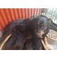 Rottweiler-Schäferhund Welpen - Rüde