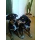 Rottweiler/Schäfferhund Welpen - Rüde