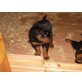 Rottweiler Welpen - Hündin