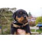 Rottweiler Welpen - Hündin