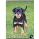 Rottweiler Welpen - Hündin