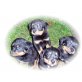 Rottweiler Welpen - Hündin