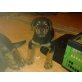 Rottweiler Welpen - Hündin
