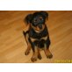 Rottweiler Welpen - Hündin