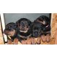 Rottweiler Welpen - Hündin