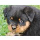 Rottweiler Welpen - Hündin