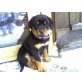 Rottweiler Welpen - Hündin