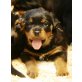 Rottweiler Welpen - Hündin