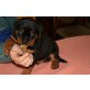 Rottweiler Welpen - Hündin