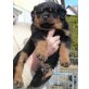 Rottweiler Welpen - Hündin