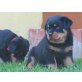 Rottweiler Welpen - Hündin