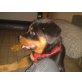 Rottweiler Welpen - Hündin