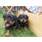 Rottweiler Welpen - Hündin