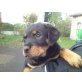 Rottweiler Welpen - Hündin