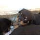 Rottweiler Welpen - Hündin