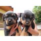 Rottweiler Welpen - Hündin