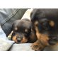 Rottweiler Welpen - Hündin
