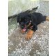 Rottweiler Welpen - Hündin