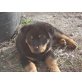 Rottweiler Welpen - Hündin