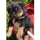 Rottweiler Welpen - Hündin