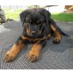Rottweiler Welpen - Hündin