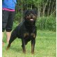 Rottweiler Welpen - Hündin