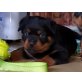 Rottweiler Welpen - Hündin