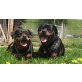 Rottweiler Welpen - Hündin