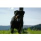 Rottweiler Welpen - Hündin