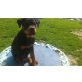 Rottweiler Welpen - Hündin