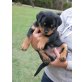 Rottweiler Welpen - Hündin
