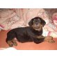 Rottweiler Welpen - Hündin