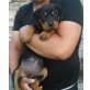 Rottweiler Welpen - Hündin