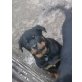 Rottweiler Welpen - Hündin