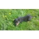 Rottweiler Welpen - Hündin