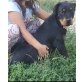 Rottweiler Welpen - Hündin