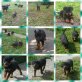Rottweiler Welpen - Hündin