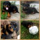 Rottweiler Welpen - Hündin