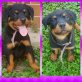 Rottweiler Welpen - Hündin