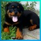Rottweiler Welpen - Hündin