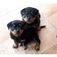 Rottweiler Welpen - Hündin