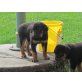Rottweiler Welpen - Hündin